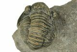 Detailed Gerastos Trilobite Fossil - Morocco #243800-3